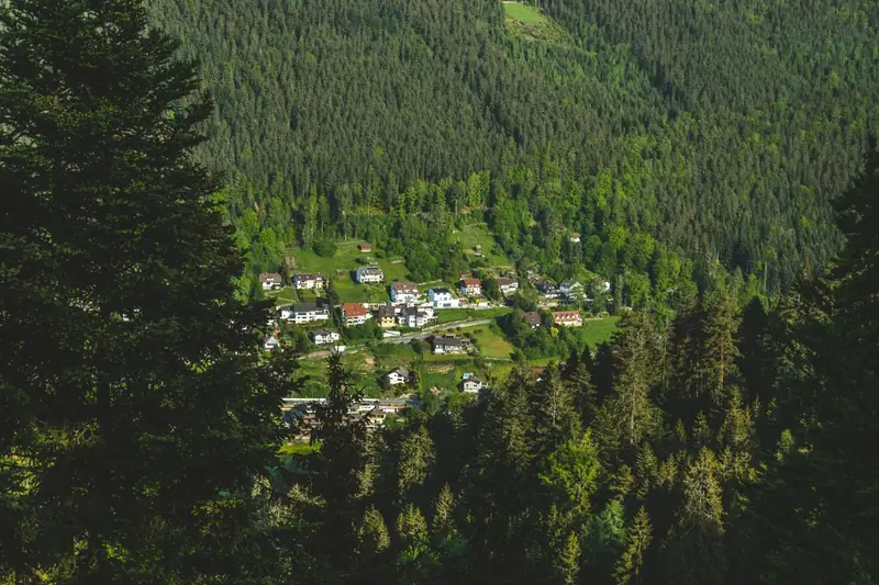 The Black Forest